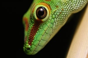 Runde Pupille Phelsuma Grandis