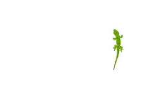 Phelsuma Grandis