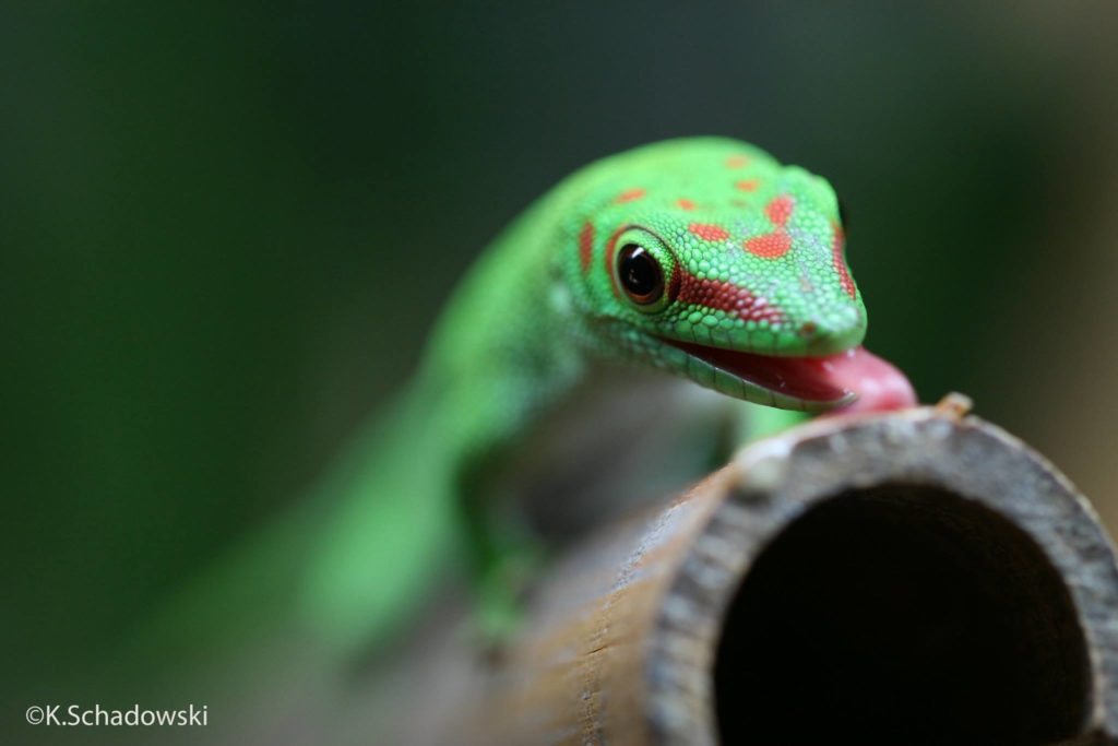 Phelsuma Grandis lieben Süßes