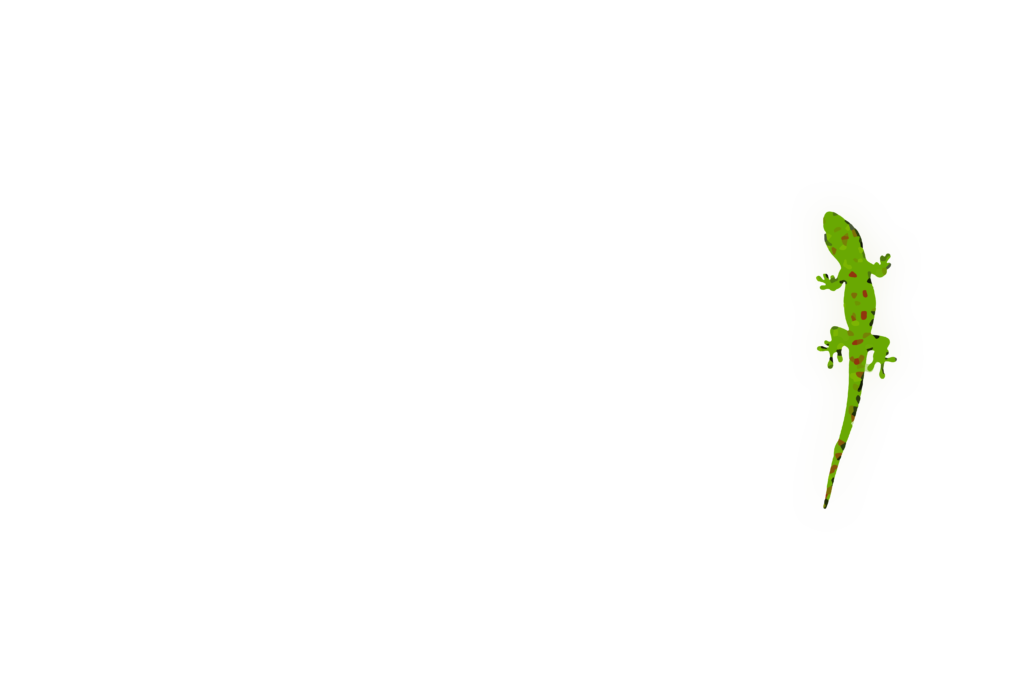 Phelsuma Grandis - Der Große Madagaskar Taggecko