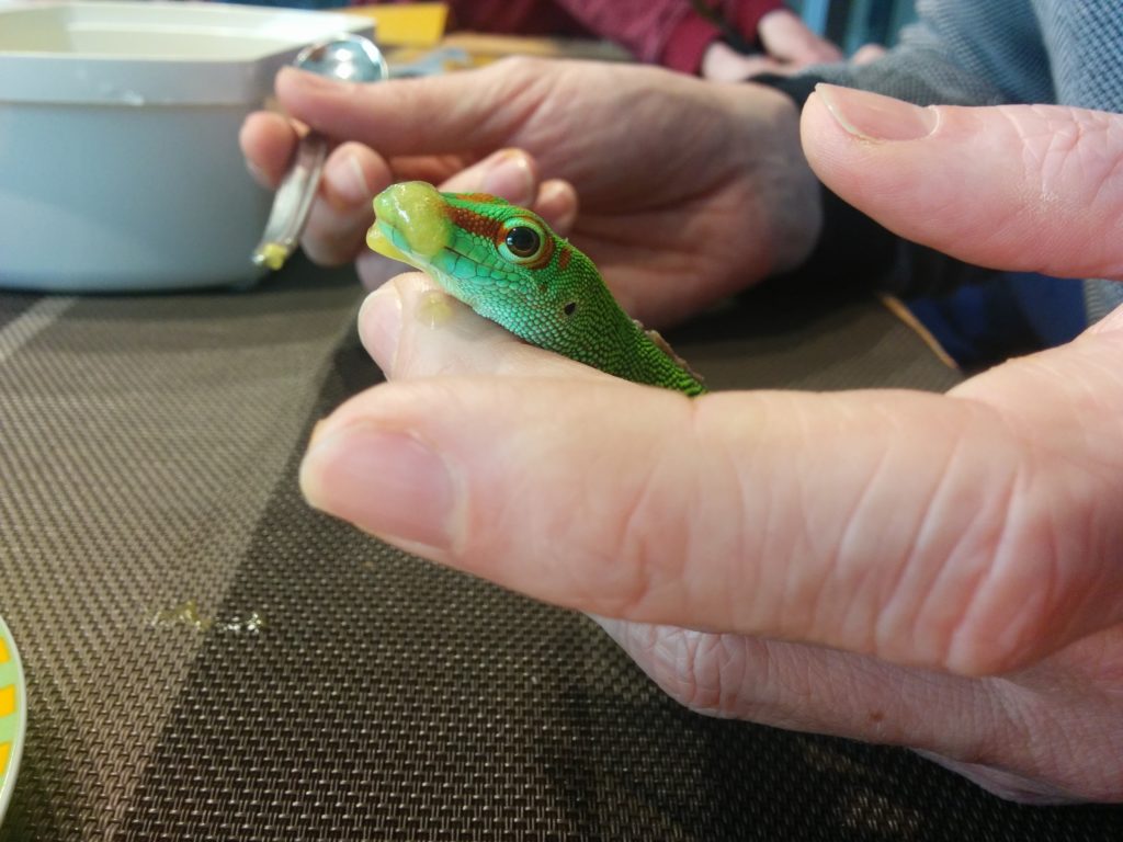 Mineralisierung und Vitaminisierung eines kranken Phelsuma Grandis