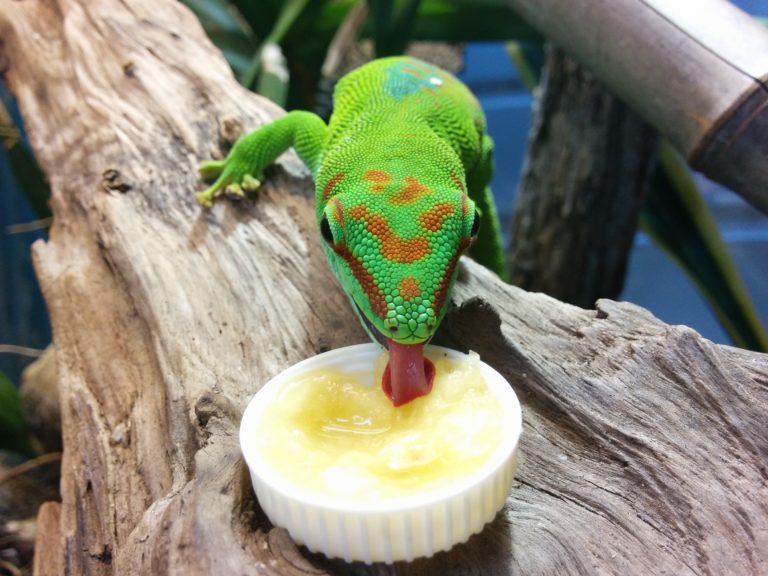 Phelsuma Grandis schleckt Frucht