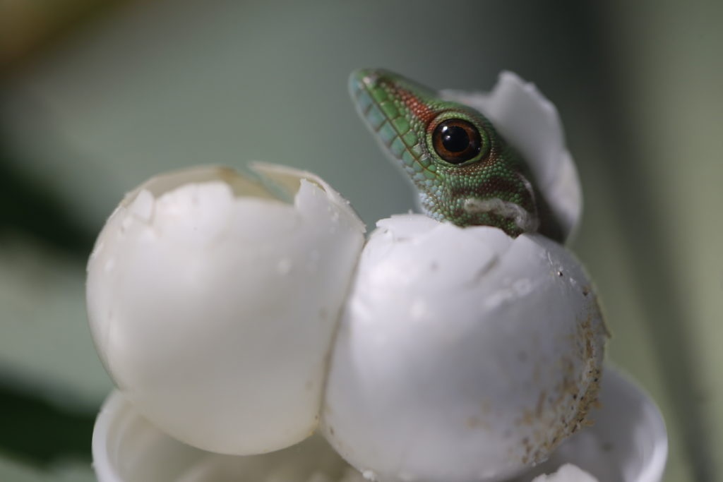 Schlupf Phelsuma Grandis