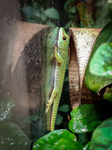 Phelsuma Grandis züchten | Großer Madagaskar Taggecko